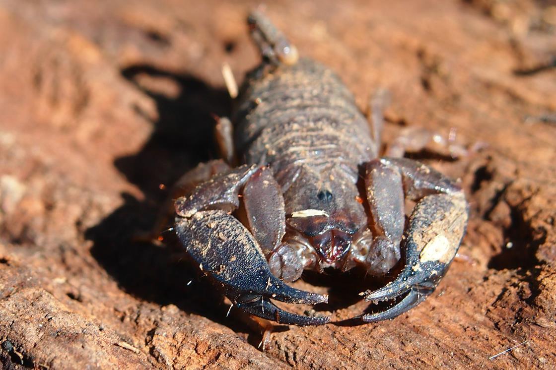 Scorpion its venom to ward off predators Research