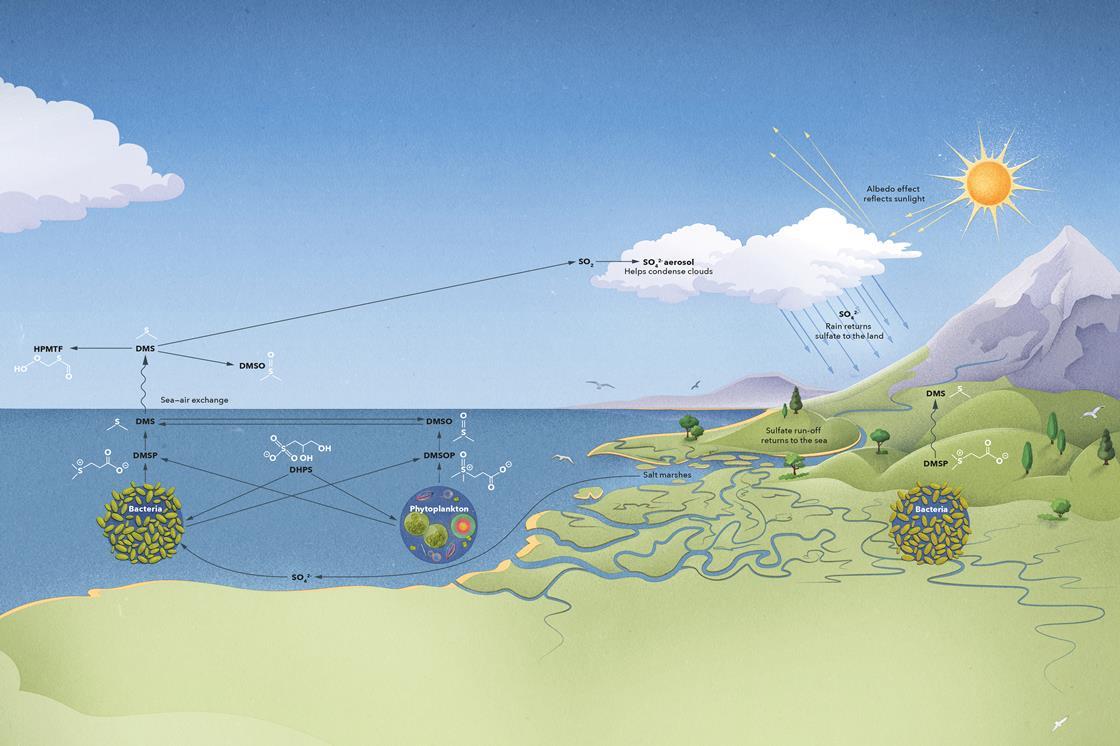 The secrets of the sulfur cycle Feature Chemistry World