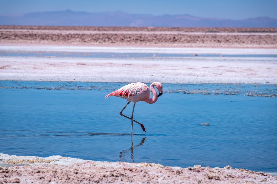 chemical-definition-of-brine-as-water-could-help-clear-up-chile-s