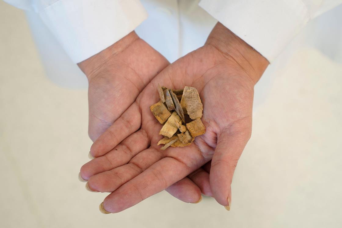 Soapbark tree’s biosynthetic pathway for vaccine adjuvant saponins Research Chemistry World