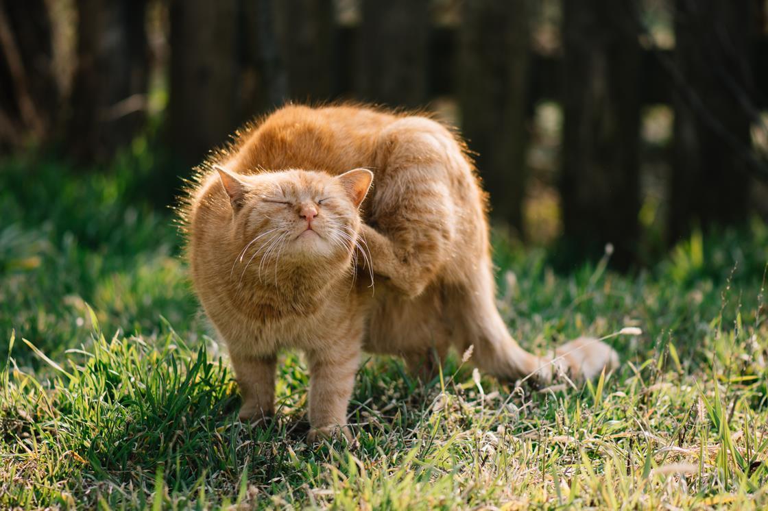 House of Lords committee calls for ban on over-the-counter flea ...