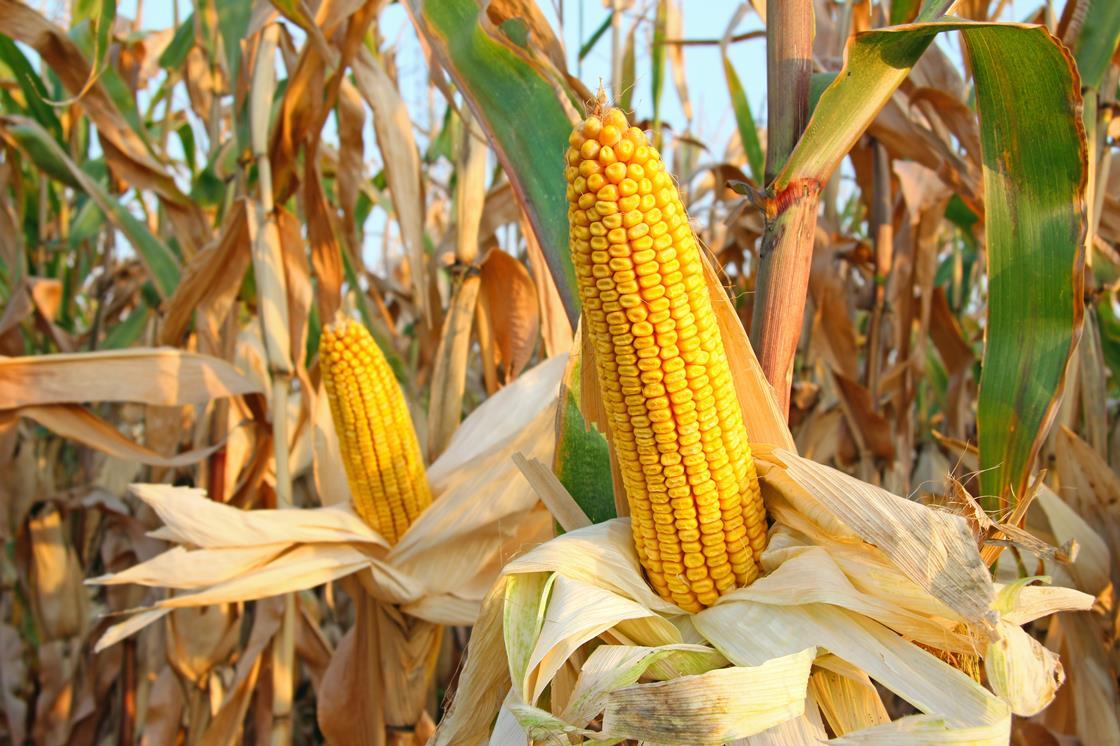 GM corn growers win US lawsuit against Syngenta | Business | Chemistry ...