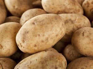 BASF drops GM potato projects | Business | Chemistry World