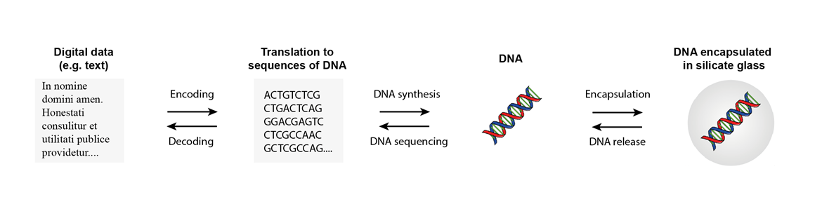 Is DNA the future of digital data storage? | Feature | Chemistry World