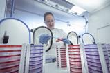 Scientist working on bacterial culture