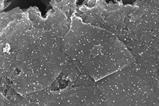 Microscope image