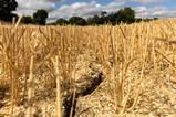 Cracked soil