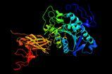 3D molecular image of pancreatic lipase