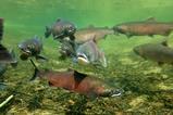 Coho salmon