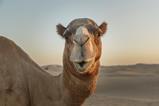 Camel