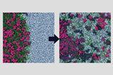 Release from an Amorphous Solid Distribution (ASD)