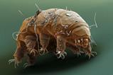Water bear