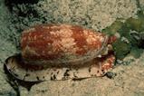 Geographic cone snail