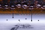 Nikon small worlds 1st prize