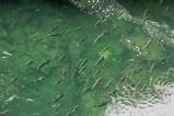Coho Salmons swimming upstream near Port Alberni, British Columbia, Canada