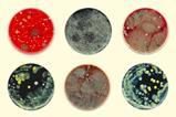 Bacteria cultures