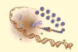 Cellular DNA and epigenetics