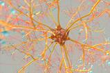 Colourful neuron