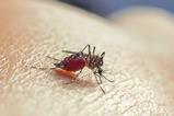 Mosquito sucking blood
