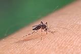 Aedes mosquito