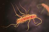 E coli