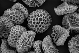 A scanning electron microscope image of sporopollenin exine capsules 