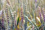Diseased ears of wheat
