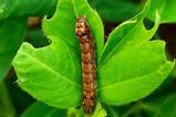 A tobacco cutworm caterpillar on a green leaf that it has been eating
