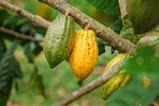 Cocoa pods