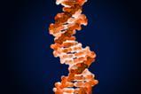 A DNA double helix