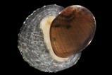 Limpet