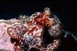 二点章鱼bimaculatus