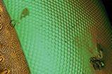 A close up image of a fly's eye reveals a pattern of raised hexagons next to a hairy surface.