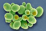 Yeast