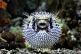 Pufferfish