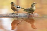 Chaffinches