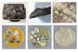 Artefacts and samples