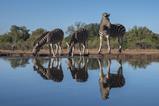 Three zebras by the water