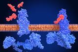 GLP1 Receptors and semaglutide agonists