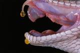 Snake venom