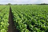 Sugar beet field