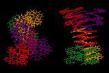 3D image showing a 3D view of an abiotic, tetrameric, eight-helix bundle