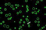 Small green circles with black centres on a black background