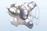 A space filling molecular model of of catalyst showing its active site