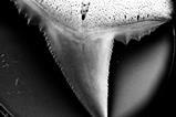 A black and white close up of a sharks tooth with a serrated edge