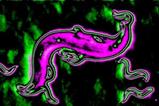 Adult P. pacificus wildtype predating on C. elegans wildtype larvae that are composed of unique surface chemistry as identified using 3D-OrbiSIMS