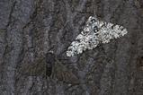 Peppered moth