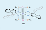 A complex molecule centred around a uranium atom bonded to two cobalt atoms in a quadruple or quintuple bond as well as four organic groups via nitrogens.