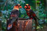 Dusky lory parrots