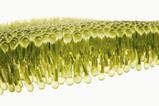 Lipid membrane modelled in yellow on a white background